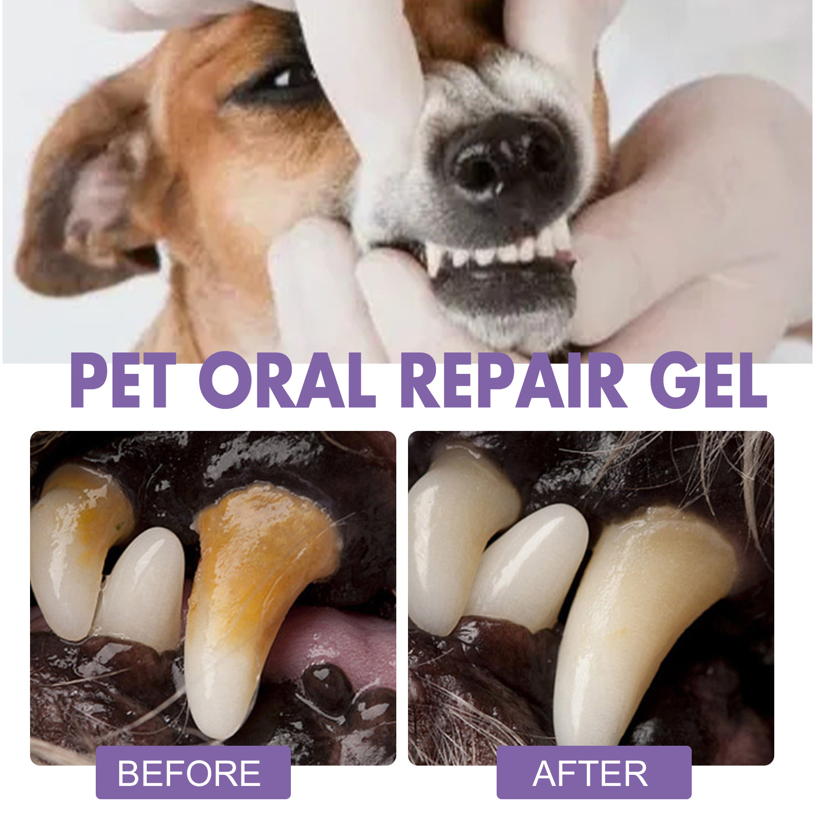 Pet Oral Repair Gel Puppy Tart - Teeth Whitening Results review and price